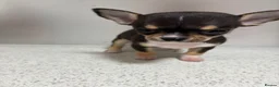 Chihuahua dogs for sale: Beautiful Chihuahua Puppies - Ready to Meet  - Advert 5