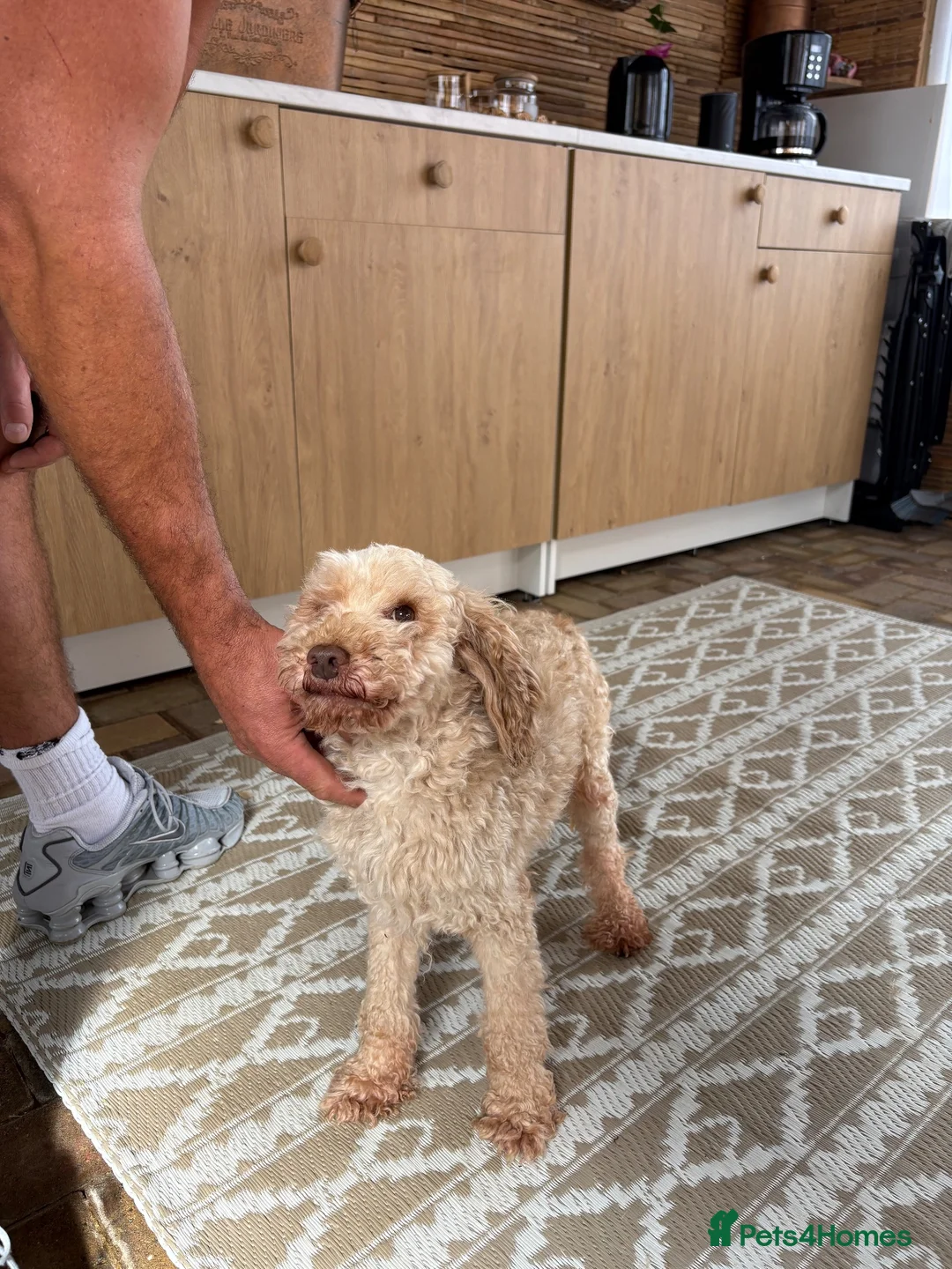 Miniature Poodle dogs for sale: Miniature poodle - Advert 2