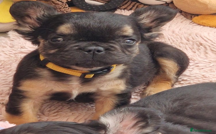 French Bulldog dogs - Advert 4