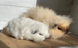 Guinea Pig rodents for sale: Two lovely baby boars - Image 3