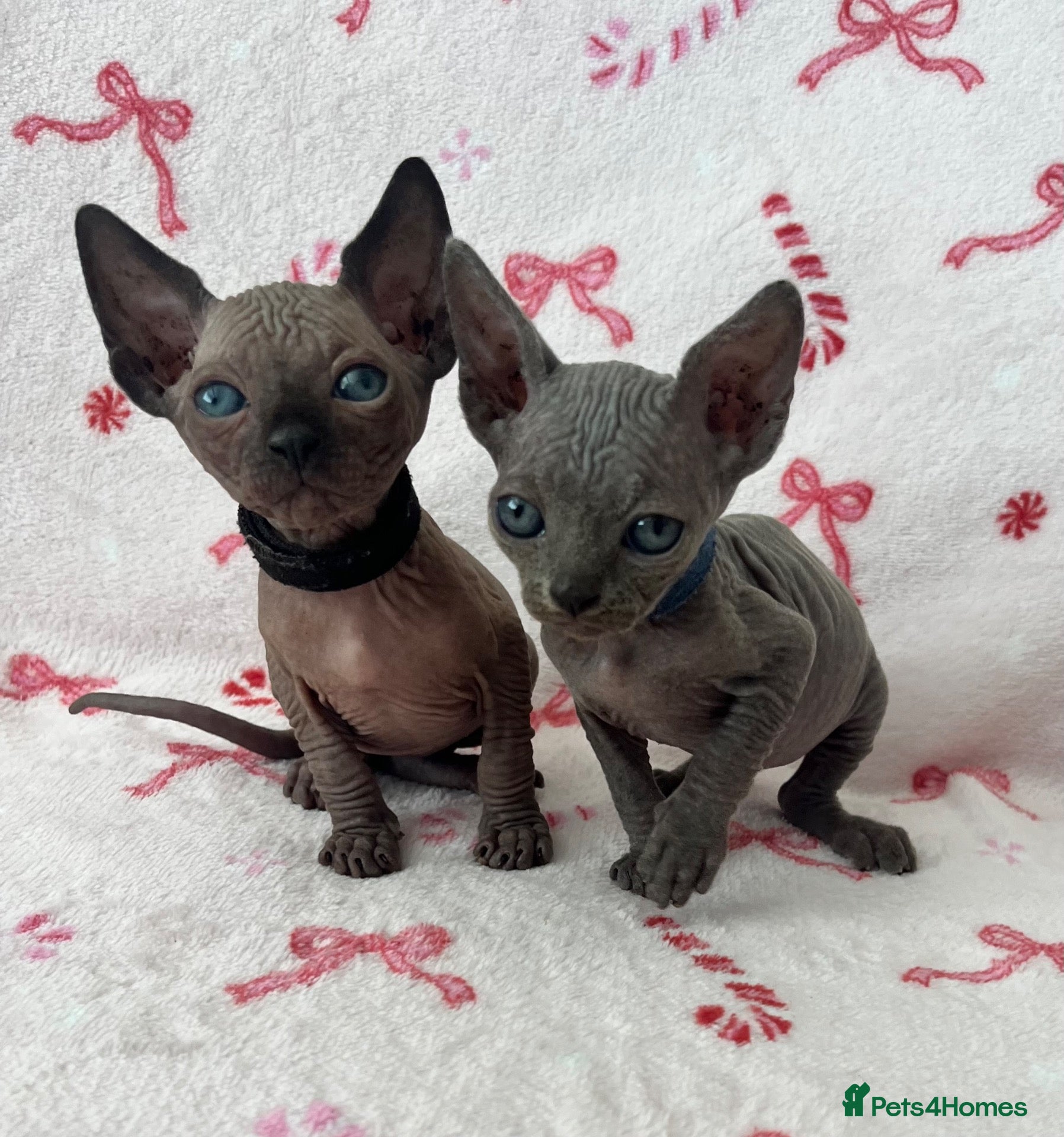 Sphynx cats (LAST 2 LEFT)Sphynx Kittens - Advert 22
