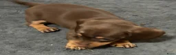 Miniature Dachshund dogs for sale: Stunning Miniature Dachshund Babies 💙🩷🩷🩷 - Advert 19