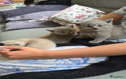 British Shorthair cats for sale: Beautiful British shorthair kittens - Image 25