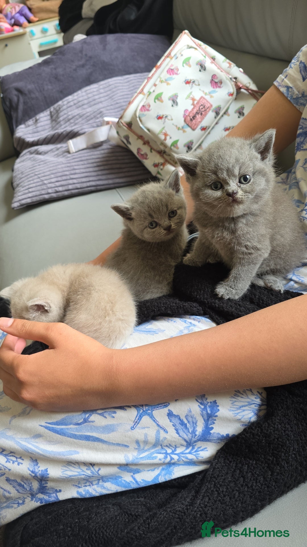 British Shorthair cats for sale: Beautiful British shorthair kittens - Image 25
