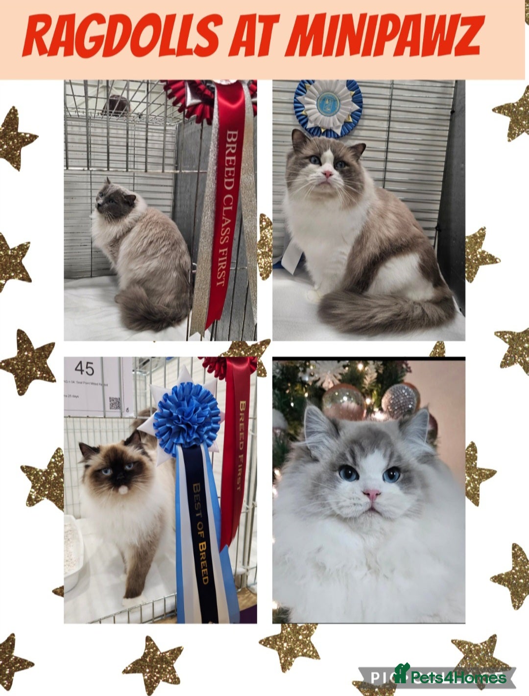 Ragdoll cats for sale: 🏆 CHAMPION FATHER 🏆GCCF REGISTERED KITTENS  - Image 28