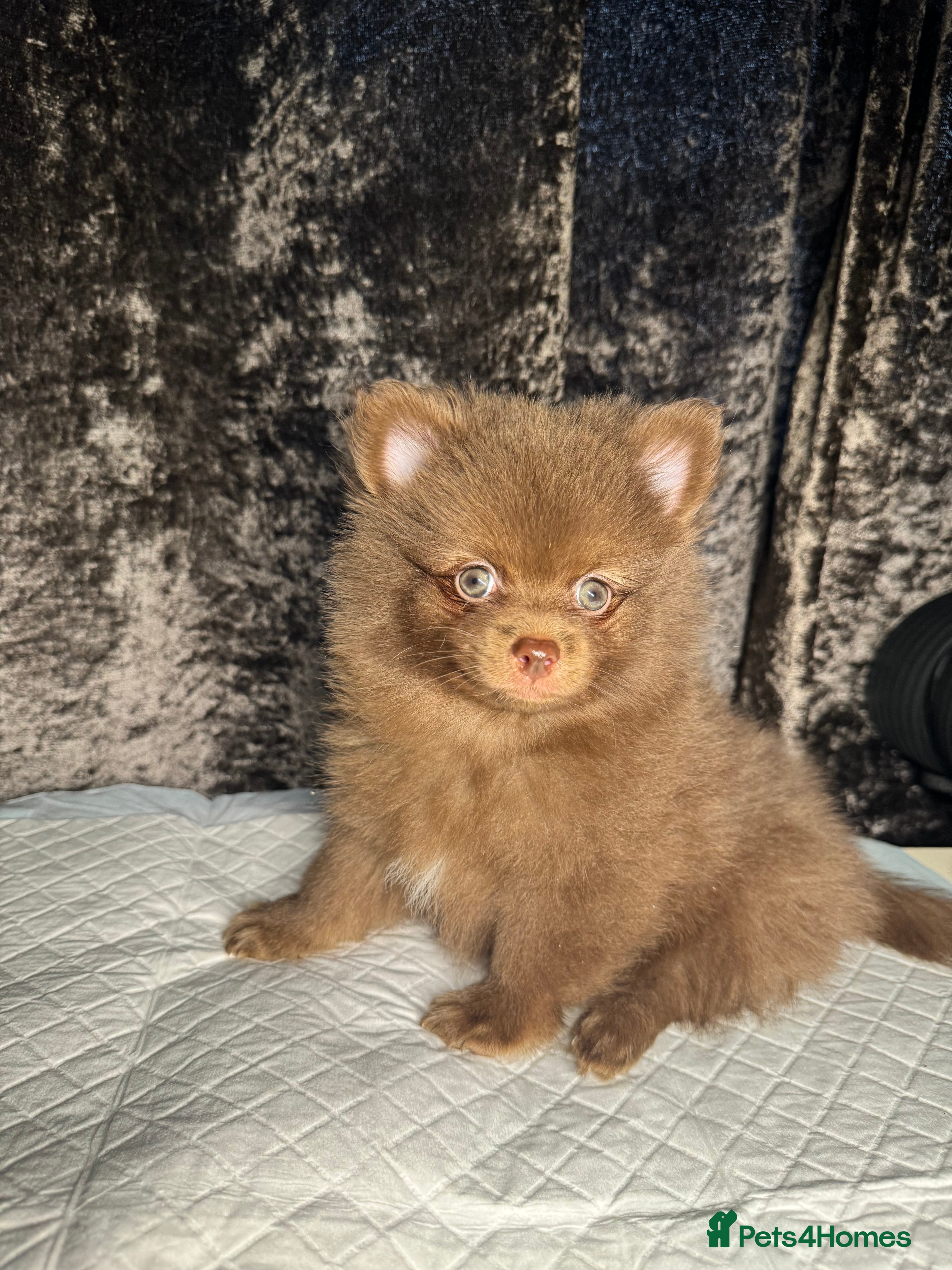 Pomeranian dogs Pomeranian for sale - Advert 17