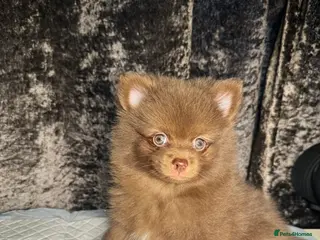 Pomeranian dogs Pomeranian for sale - Advert 17