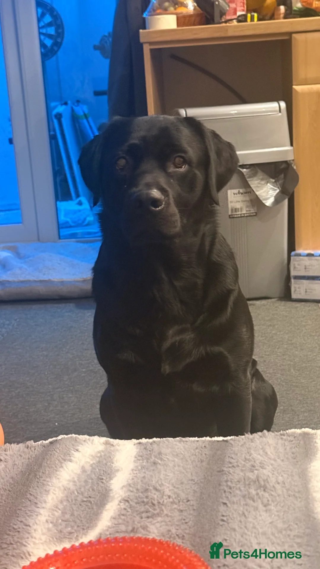 Labrador Retriever dogs for sale: 🐾💛 Looking for their forever family… 💛🐾 - Advert 17