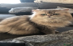 British Longhair cats for sale: British long hair kittens for sale  - Image 12