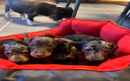Miniature Dachshund dogs for sale: Miniature Dachshund  - Image 1