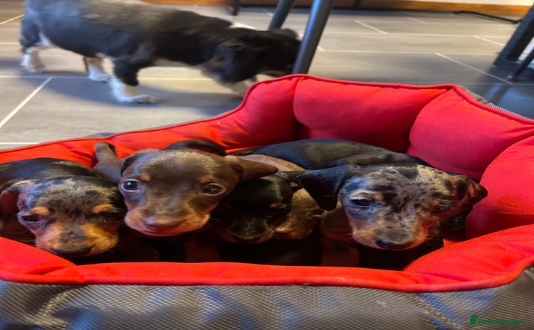 Miniature Dachshund dogs - Advert 3