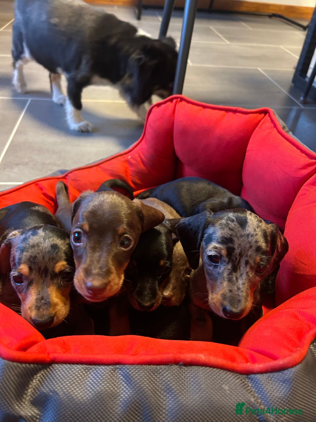 Miniature Dachshund dogs for sale: Miniature Dachshund  - Image 1