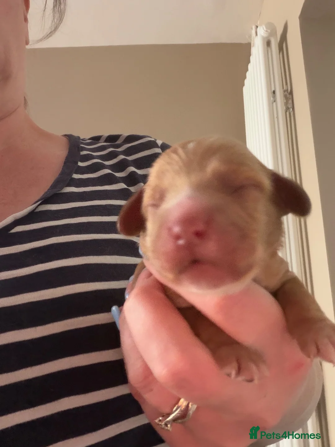 Cockapoo dogs for sale: 10 beautiful miniature cockapoo’s  in Southampton - Advert 12