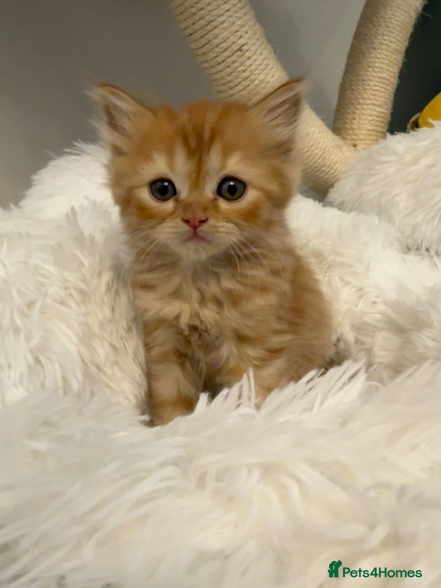 Mixed Breed cats Long haired Himalayan cross kittens - Advert 2