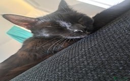 British Shorthair cats for sale: 8 week old Black kitten £30 - Image 3