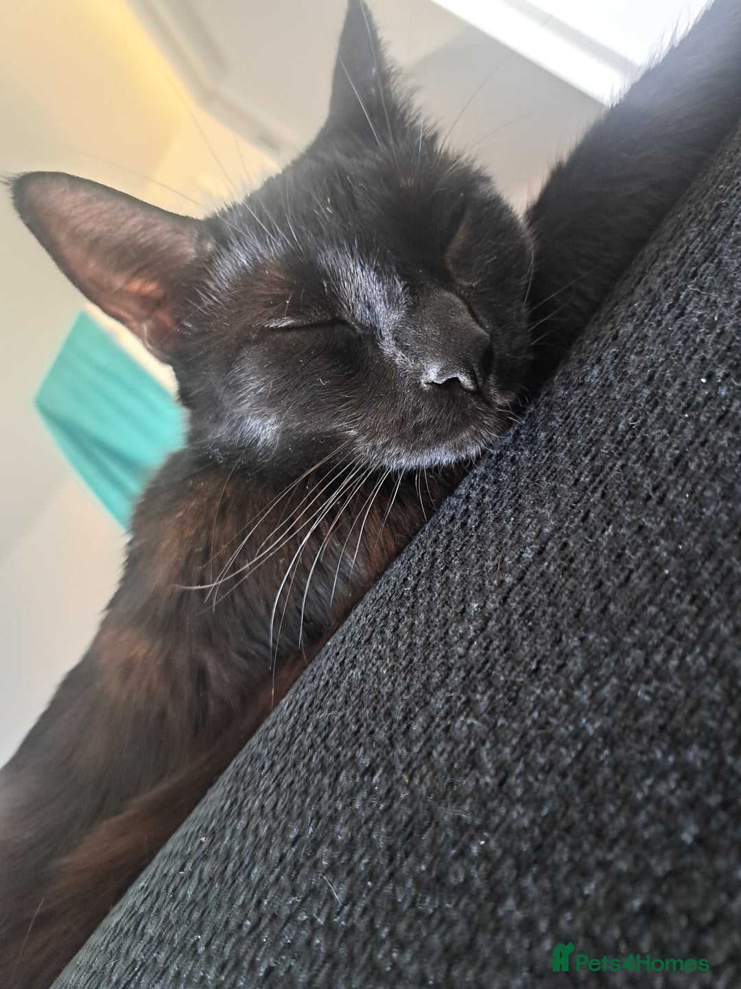 British Shorthair cats for sale: 8 week old Black kitten £30 - Image 3