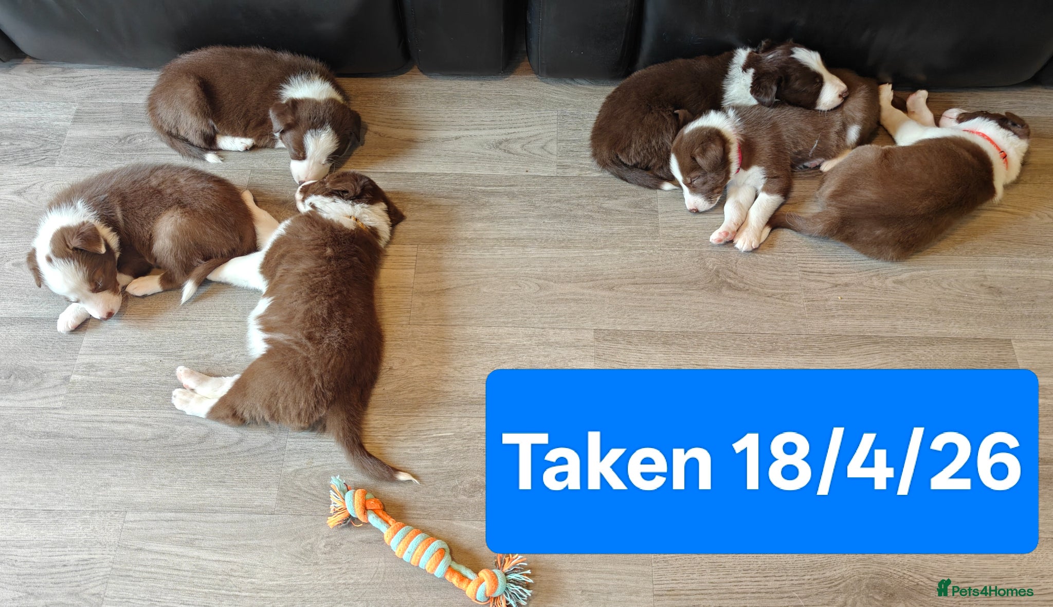 Border Collie dogs Stunning pure bred Red & White Border collie pups - Advert 1