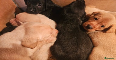 Labrador Retriever dogs - Advert 16