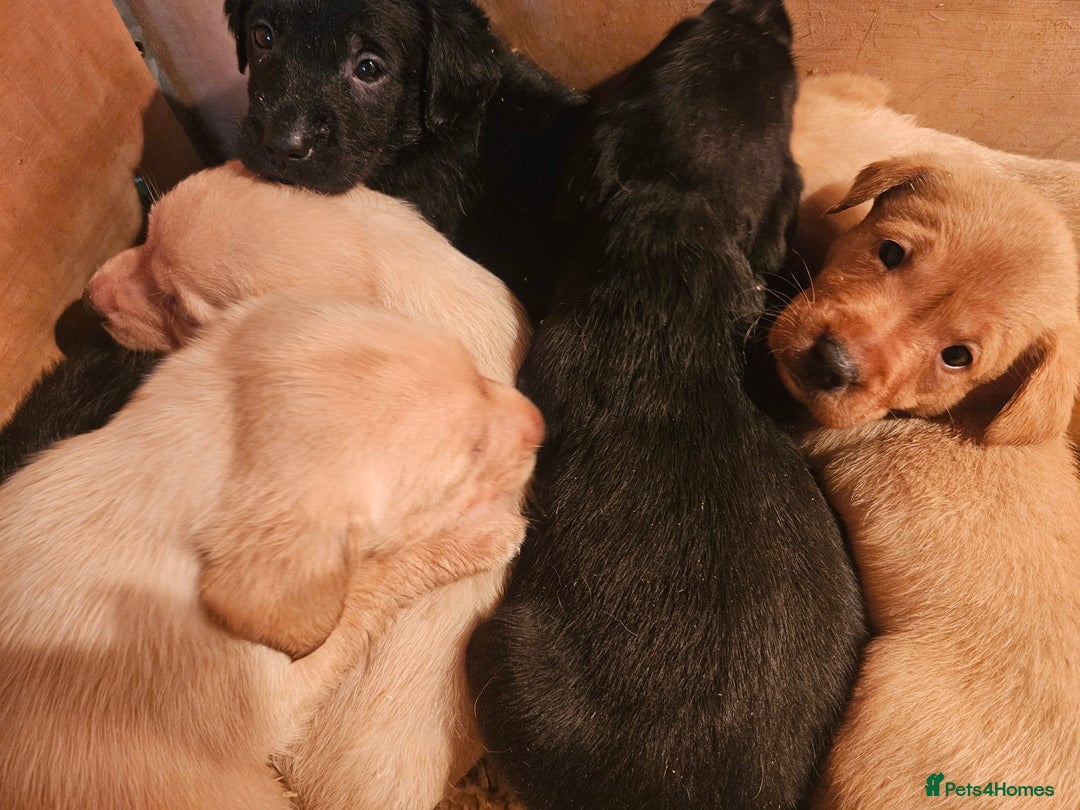 Labrador Retriever dogs for sale: Fantastic working bloodline kc labradors! - Image 2
