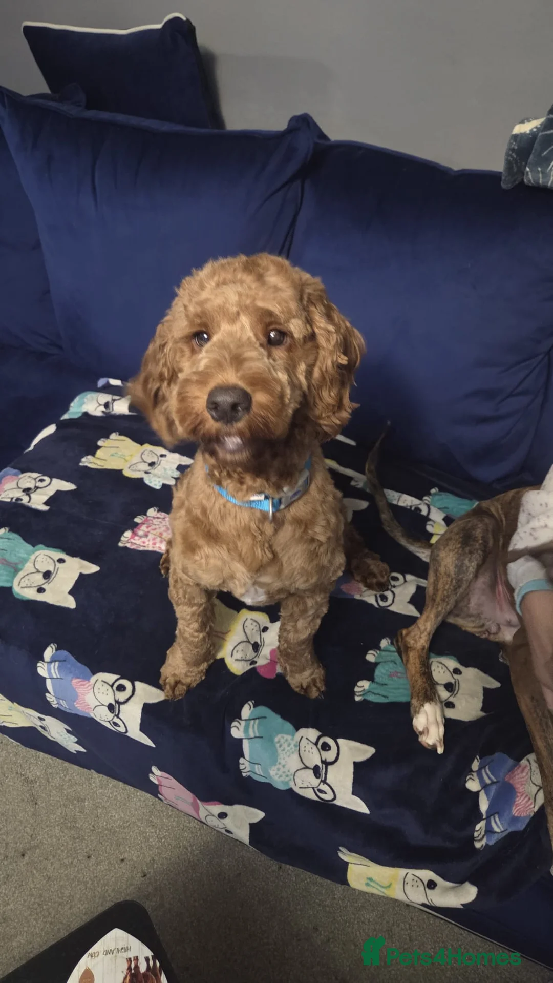 Cockapoo dogs for sale: Rocco 1 year old cockapoo  - Advert 2