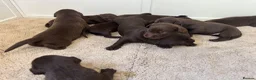 Labrador Retriever dogs for sale: 🤎Beautiful KC Reg Chocolate Labrador Puppies 🤎 in Tadcaster - Advert 5