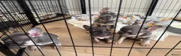 French Bulldog dogs for sale: Lilac and tan French bulldogs 2x boy 2x girl  in Tarporley - Advert 6