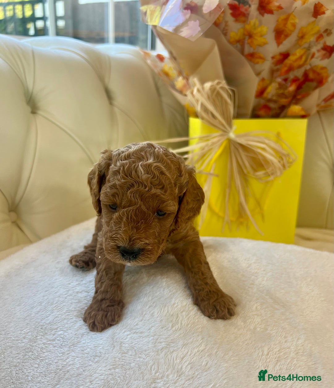 Cockapoo dogs for sale: 4⭐️Licensed F1b Cockapoos Exceptionally Bred - Image 15