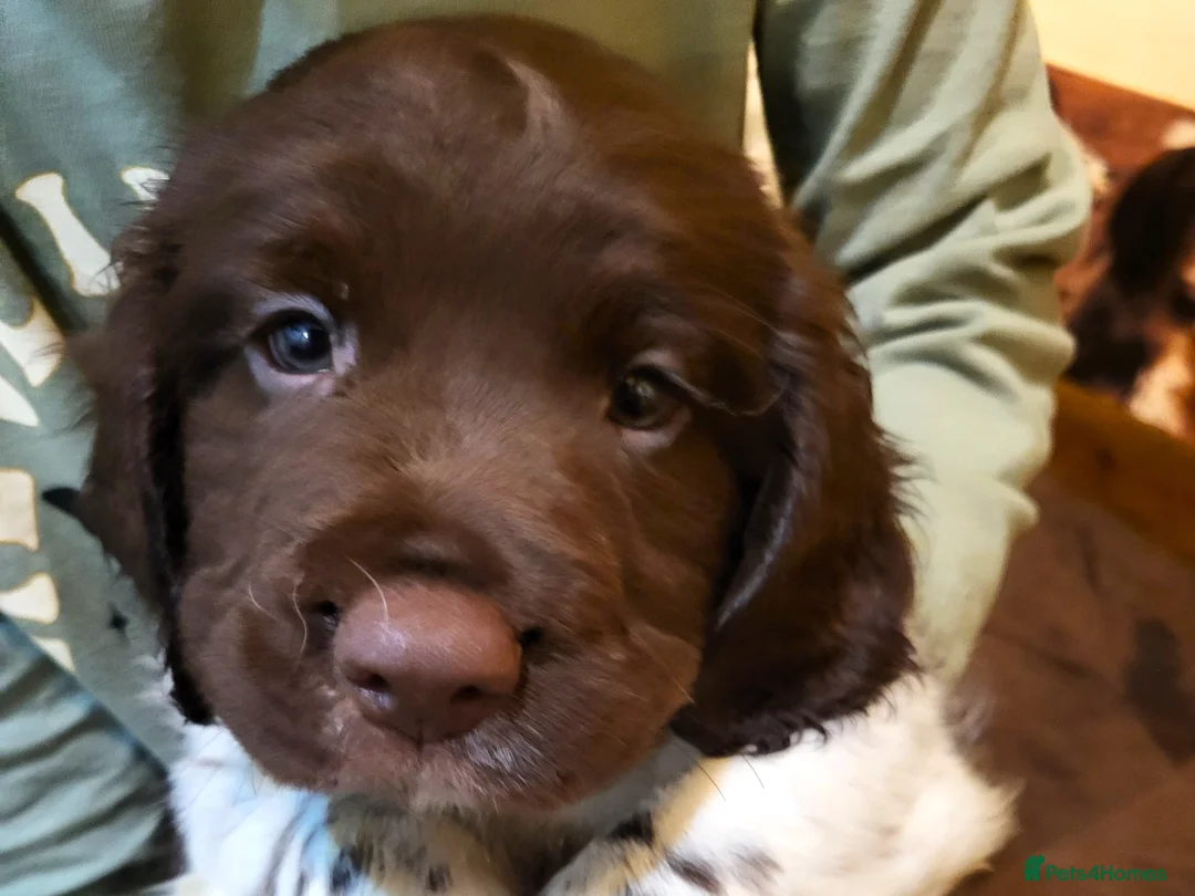 English Springer Spaniel dogs for sale: STUNNING SPRINGER SPANIEL PUPPIES - Advert 5