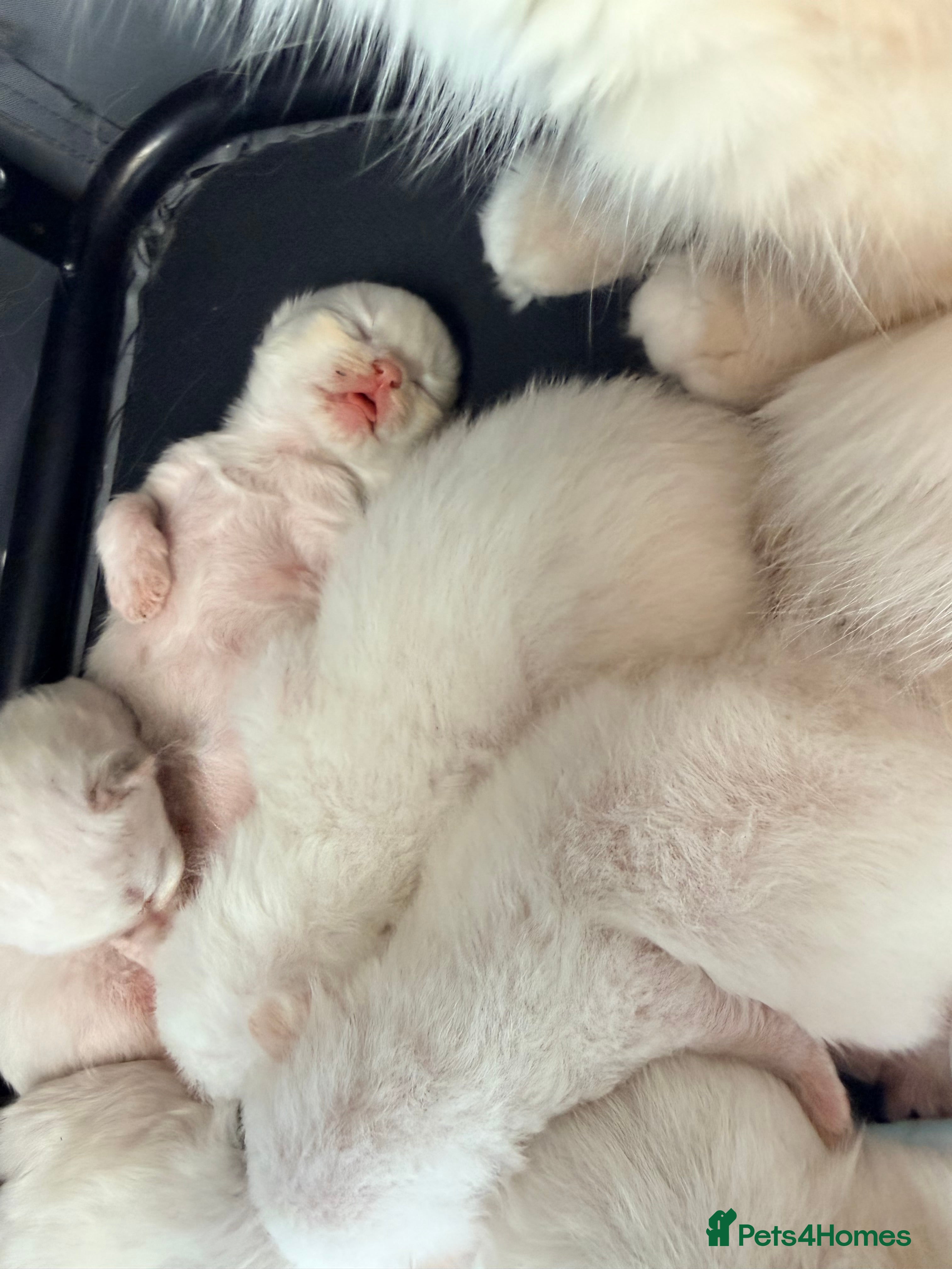 Ragdoll cats Flame ragdoll kittens✨ - Advert 2