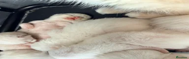 Male 2