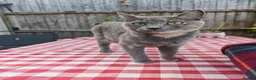 British Shorthair cats for sale: Fluffy kittens looking for loving homes!  - Advert 9