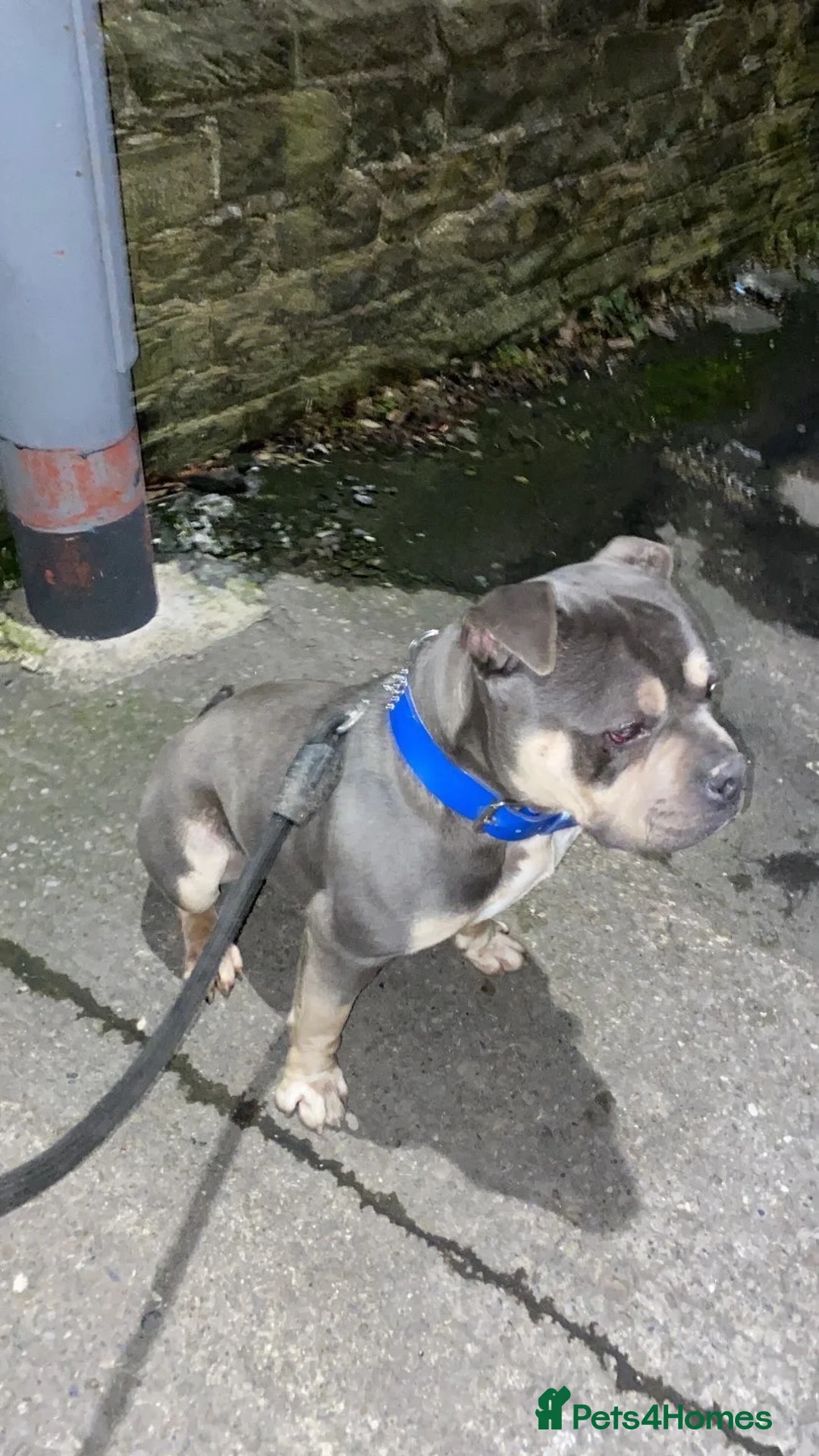 American Bully dogs for stud: Tri-Merle pocket bully STUD in Bradford - Advert 3