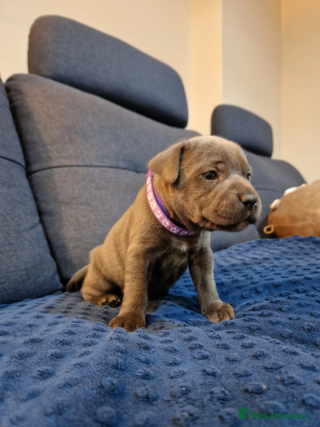 Staffordshire Bull Terrier dogs for sale: Staffordshire bull terrier blue-white - Advert 14