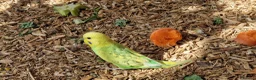 Budgerigars birds for sale: Budgies available 9 weeks old £45 each - Advert 14