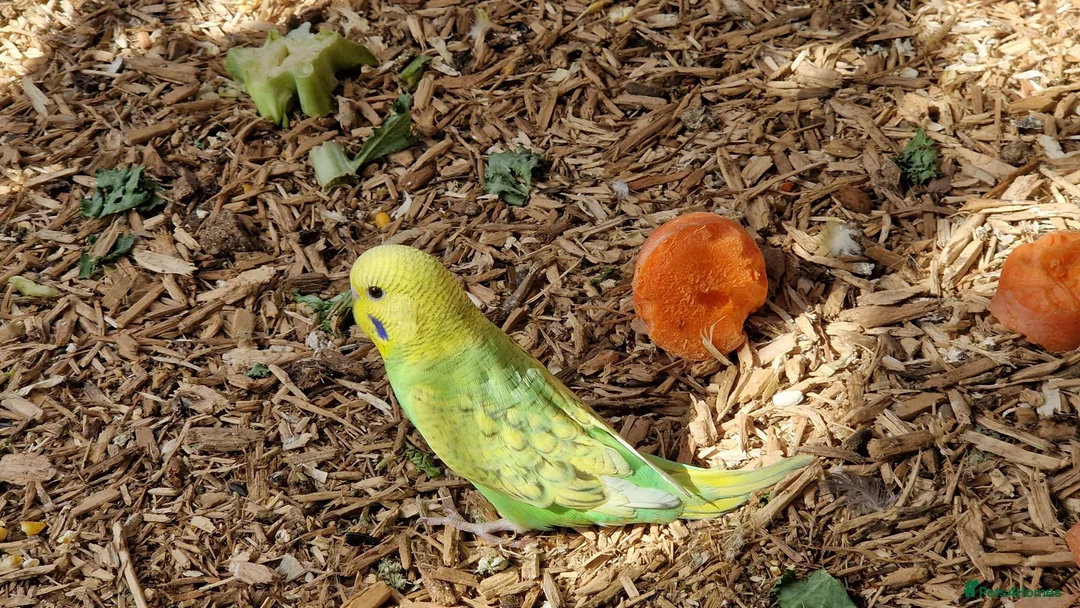Budgerigars birds for sale: Budgies available 9 weeks old £45 each - Advert 14