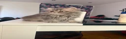 Persian cats for sale: Blue Persian kittens  - Advert 12