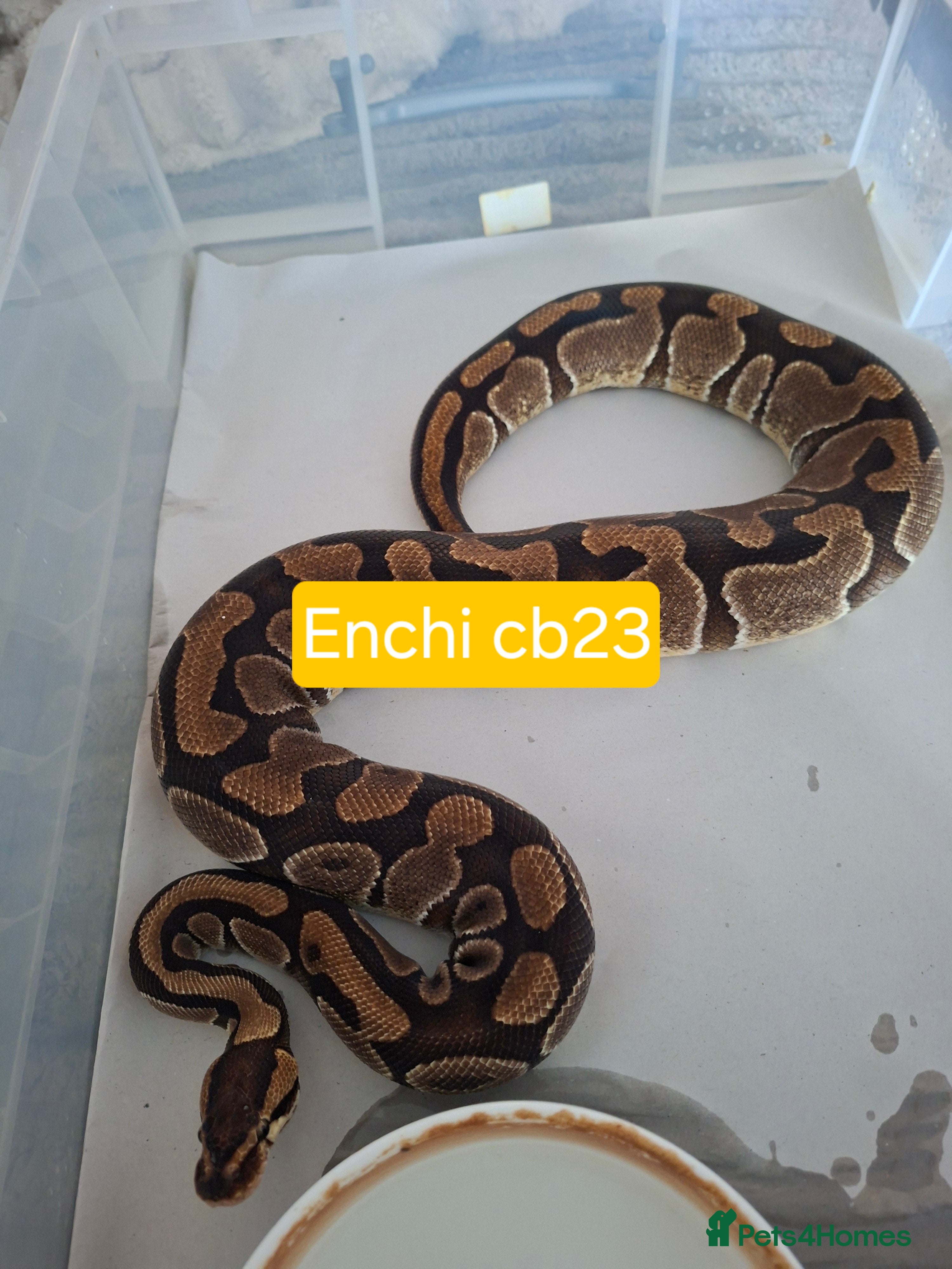 Python Snake reptiles Adult Female Ball Pythons - Advert 20