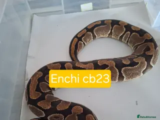 Python Snake reptiles Adult Female Ball Pythons - Advert 20
