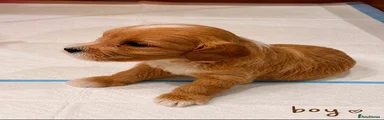 Poochon Puppy 5
