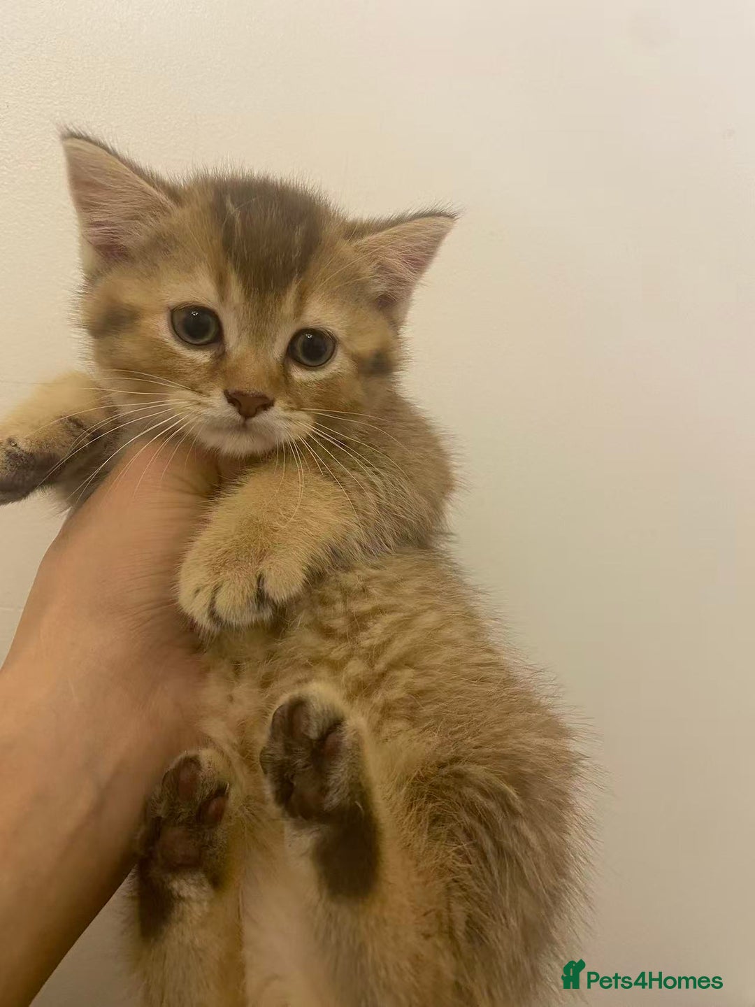 Scottish Fold cats for sale: Stunning Scottish fold kittens are ready - Advert 5