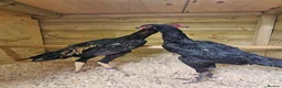 Chickens poultry for sale: O shamos pure japenese and belguims   - Advert 5