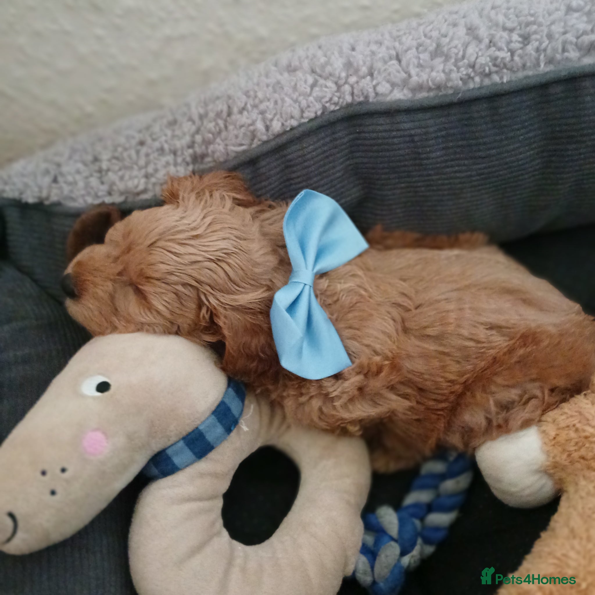 Schnoodle dogs Miniature Schnoodle puppy / Last boy available  - Advert 1