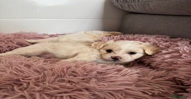 Bichon Frise dogs - Advert 14