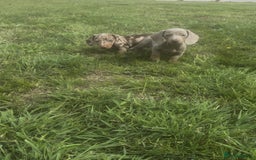 Miniature Dachshund dogs for sale: Mini dachshund pups (true real mini’s) - Image 10