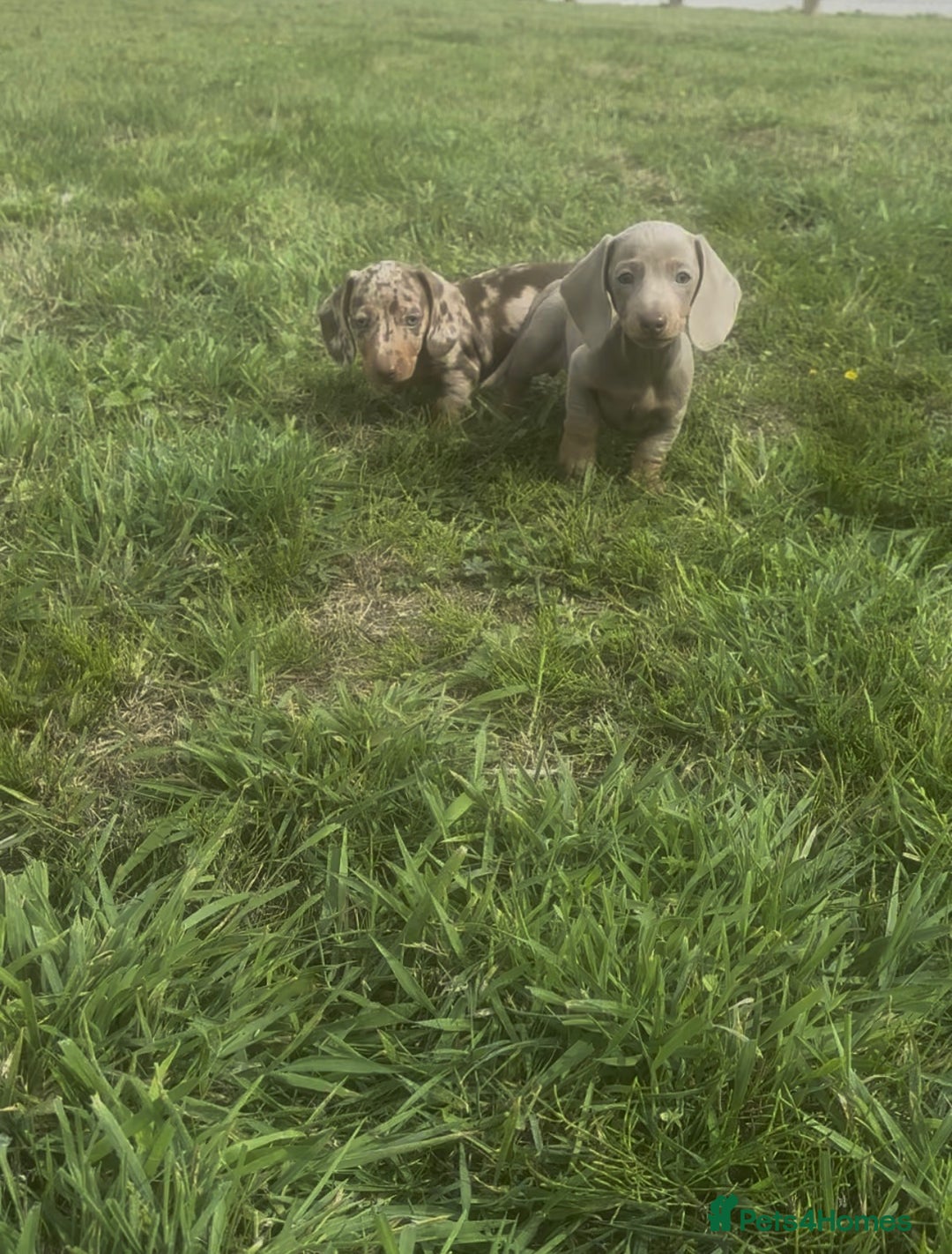 Miniature Dachshund dogs for sale: Mini dachshund pups (true real mini’s) - Image 10
