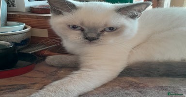 British Shorthair cats in Clacton-on-Sea - Advert 16