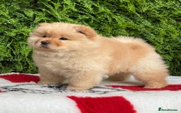Chow Chow dogs for sale: SHOW QUALITY KC REGISTERED CHOW CHOW PUPPIES - Image 1
