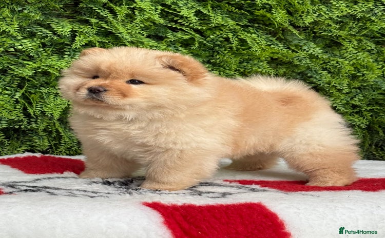 Chow Chow dogs - Advert 4