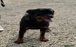 Rottweiler dogs for sale: Adult Girl 4 Years Old  - Advert 4