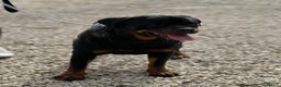 Rottweiler dogs for sale: Adult Girl 4 Years Old  - Advert 4